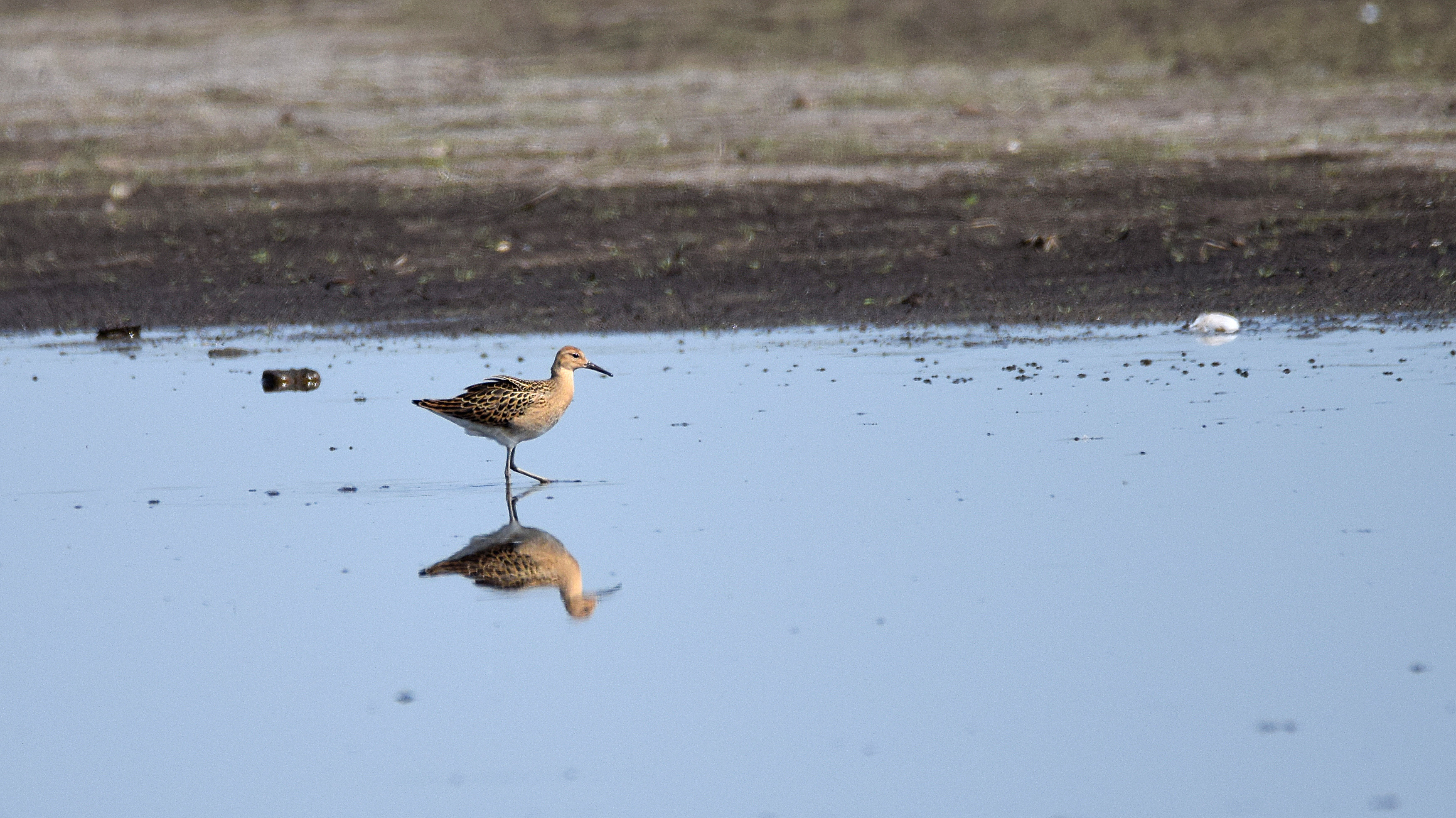 Welke ruiter is dit ?